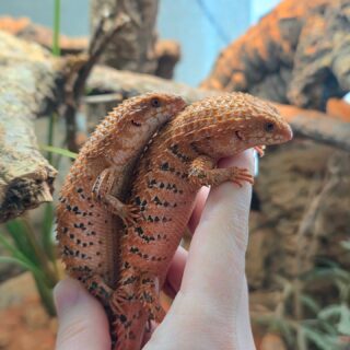 For anyone interested in the current up to date situation from below please go here. Trying to keep this page professional and not a hot mess.

Facebook . com/share/p/1QUrsfcsRD/