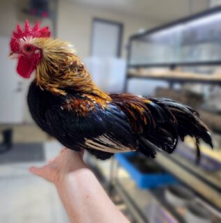 Just a note! We began adding weights to our quail sizes to further help you decide what suits best for your feeders! Just please keep in mind, a 50g quail is not the same shape as a 50g rat. Sometimes that can get tricky for eating.  This is why we never had it on before..but, decided to now :)

Also keep tabs on our new announcement in the coming weeks; more wallet friendly feeders with the same, variety diet and nutritional needs. 😁😁

Our Serama rooster for photo tax!