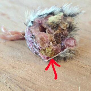 Fun fact day!
Day Old Quail!!!

There is a common myth/fear/rumor/whatever you want to call it that ALL day old chicks are bad for snakes. Why? The high yolk content.  So lets break this down.

Chicken chicks take a couple days (average 24-48 hours) for yolk absorption,  so, in this case it can hold true of too much yolk. Is it necessarily bad? No. Should it be fed all the time? Also no. Too much dense nutrition long term isn't good for an animal; unless they have a specialized diet for it.

Anyway,  back to the main topic of day old quail. Too often I hear people afraid to feed of day old quail for the above reason and opt to feed legs instead.  Firstly, legs are useless guys. There is no 'extra calcium' in legs like claimed.  Even IF there was extra calcium in legs, you're not offering whole prey with other organ nutrients to allow that so-called extra calcium to synthesis and actually be useful. Instead it'll slowly f*ck up kidneys longterm by being stored there (hello kidney stones!). So, whole prey is very much necessary. 

On this topic, I decided to cross section purchased and home raised day old quail. All of these quail are fluffy,  not soaking wet. This means they all had time to dry in the incubator (as they should) for at least 5 hours. Quail, on average, absorb yolk in as little as 8-12 hours.  By the time they're processed, majority, if not all yolk will be gone as incubators are not opened for minimum 24 hours to allow the entire batch to hatch. 

So, with this knowledge, do not fear the day old quail! They are perfectly acceptable and a very healthy feeder alternative. Please do not feed legs only, if you can avoid it.

Below are various cross sectioned day old quail abdomens.  No arrows = no yolk seen. The yolk is nearly nonexistent in most of them :)