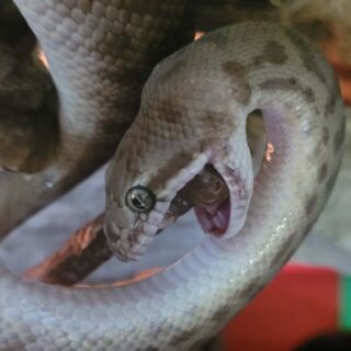 Shalina Edge sent us a few videos and photos of her snakes eating  the new freeze dry line! Both frog and gecko formula. Childrens python, Anthill python, Tricolor Hognose, Speckled Hognose, Mussurana also, and her lineatus house snake took them eagerly! 

I was also told by her to make it very clear that the children's python has zero brain cells.  The more you know I guess