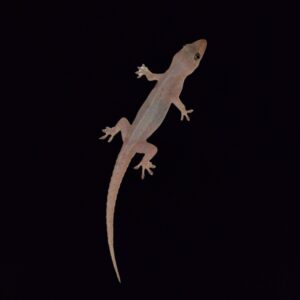 House Gecko "B" Grade